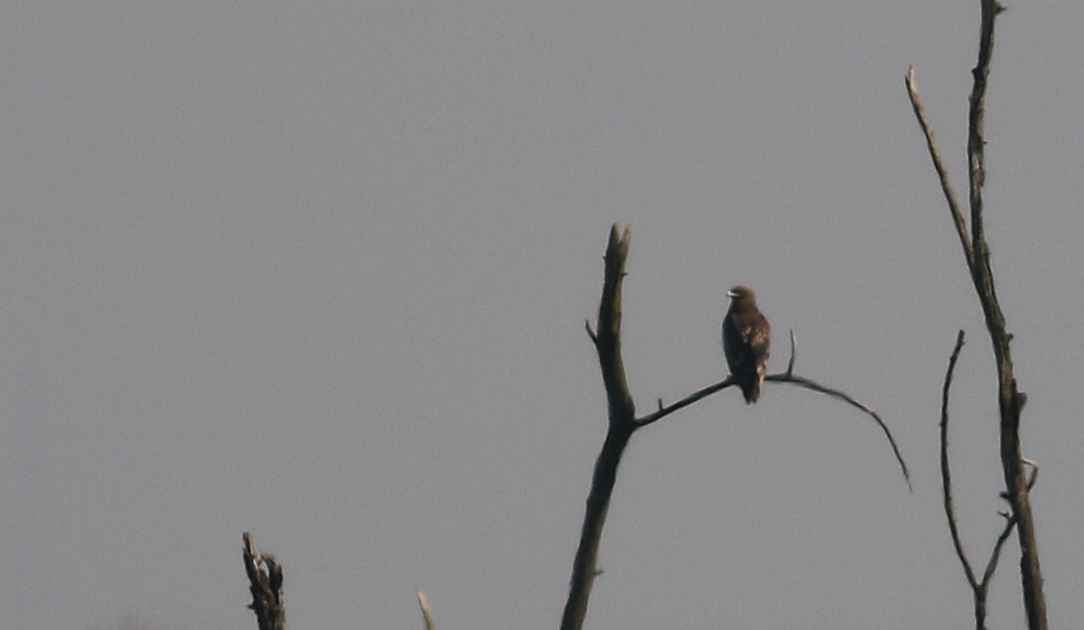 Greater Spotted Eagle